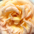 Giallo - Rose Ibridi di Tea - Scented Memory™